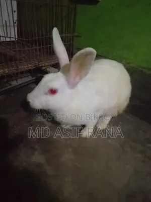 একটা রানিং ফিমেল খরগোশ বিক্রি করা হবে