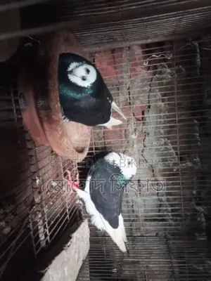 বাচ্চা সহ গরা জোরা সেল