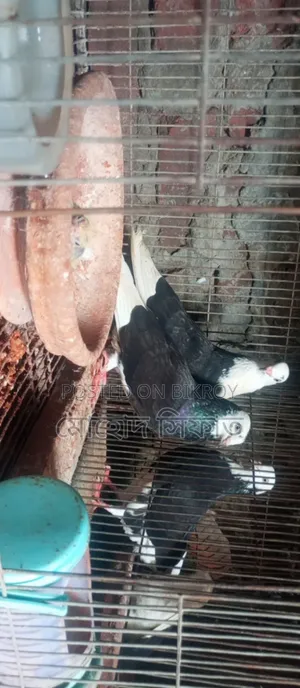 বাচ্চা সহ গরা জোরা সেল