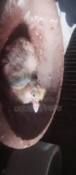 বাচ্চা সহ গরা জোরা সেল