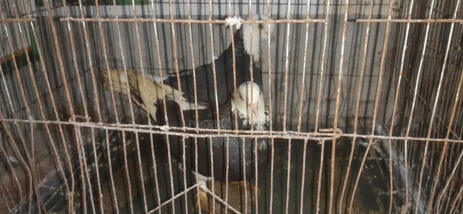 রানিং কবুতর বিক্রি করা হবে