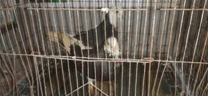 রানিং কবুতর বিক্রি করা হবে