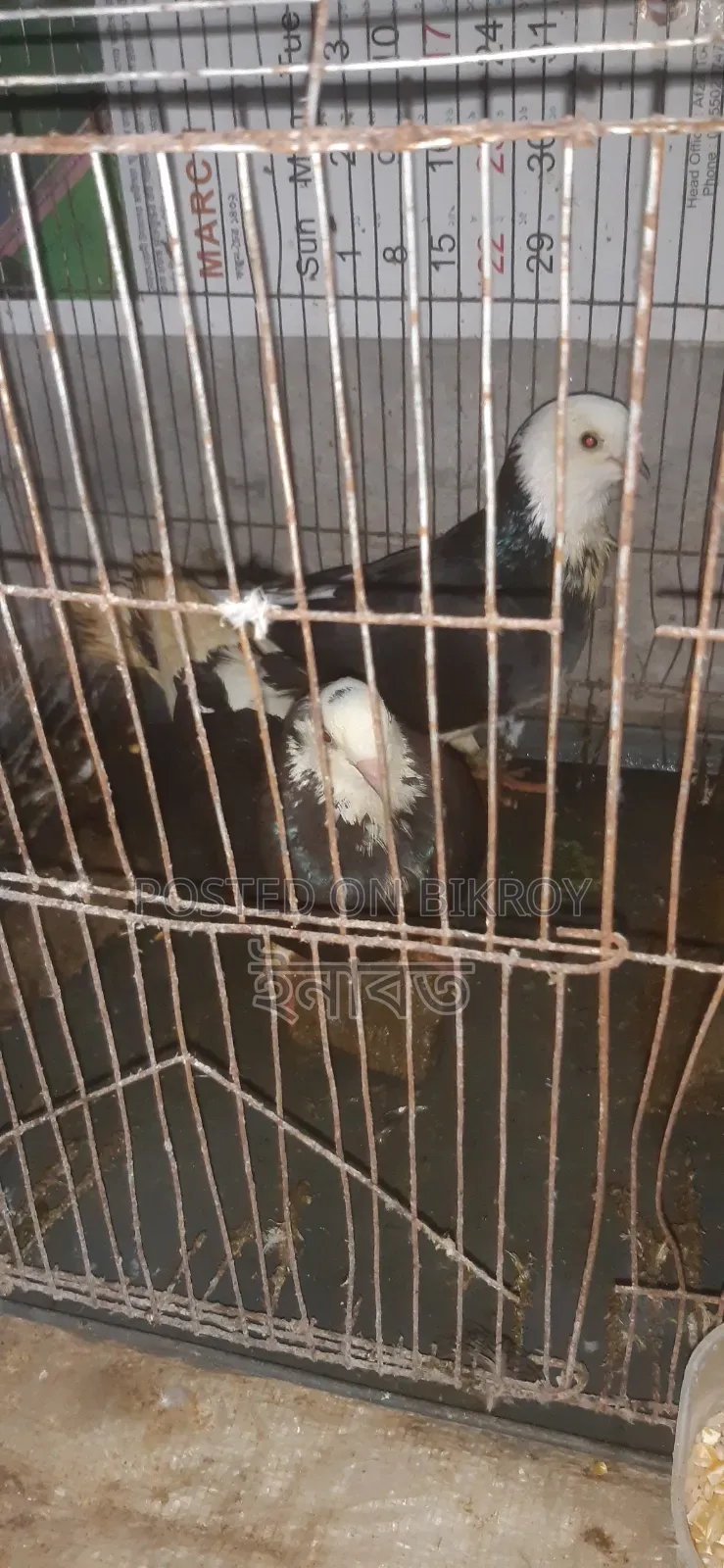 রানিং কবুতর বিক্রি করা হবে