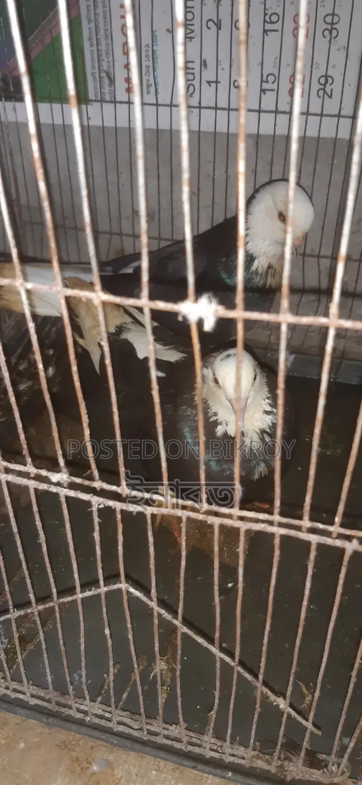 রানিং কবুতর বিক্রি করা হবে