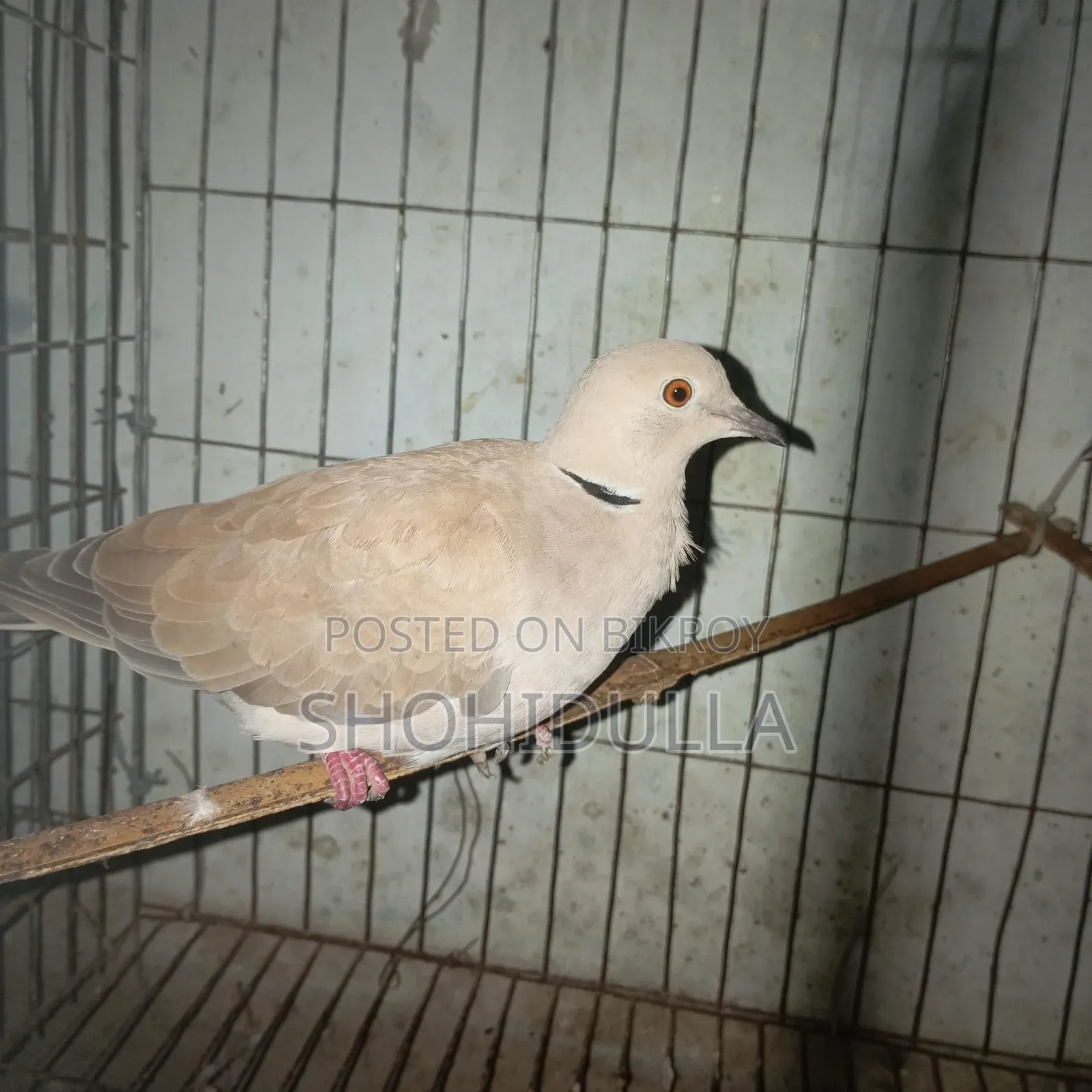 অস্ট্রেলিয়ান ঘুঘু/বিদেশি ঘুঘু