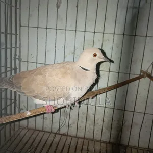 অস্ট্রেলিয়ান ঘুঘু/বিদেশি ঘুঘু