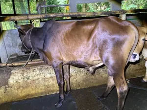 শাহিয়াল গরু