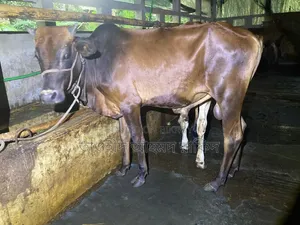 শাহিয়াল গরু