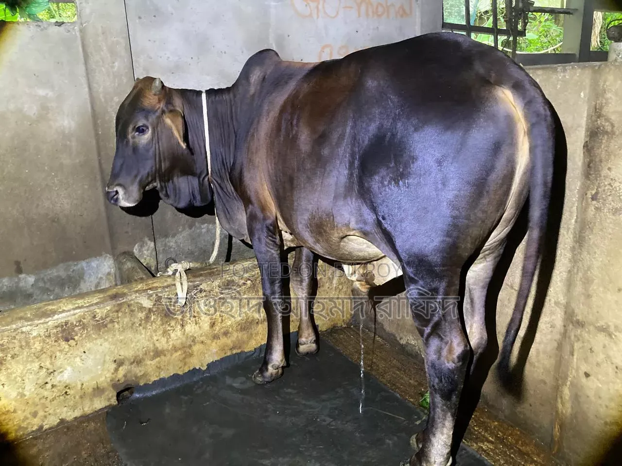 শাহিয়াল গরু