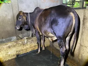 শাহিয়াল গরু