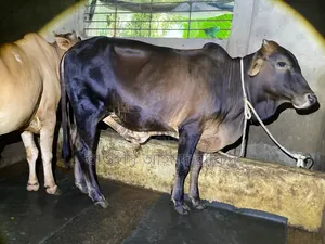 শাহিয়াল গরু
