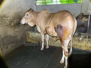 শাহিয়াল গরু