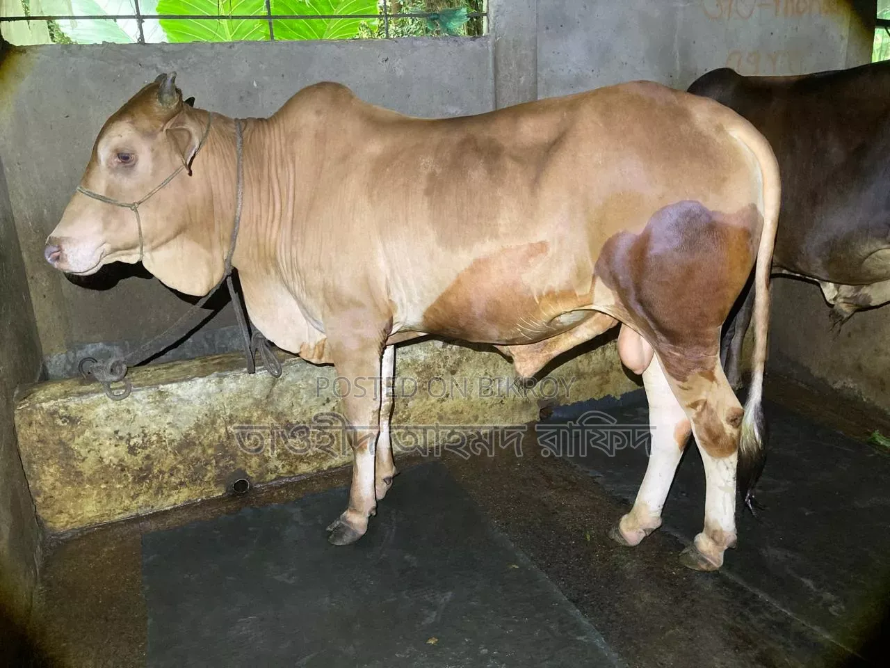 শাহিয়াল গরু
