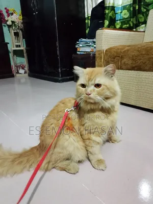 6-12 months Female Purebred Persian