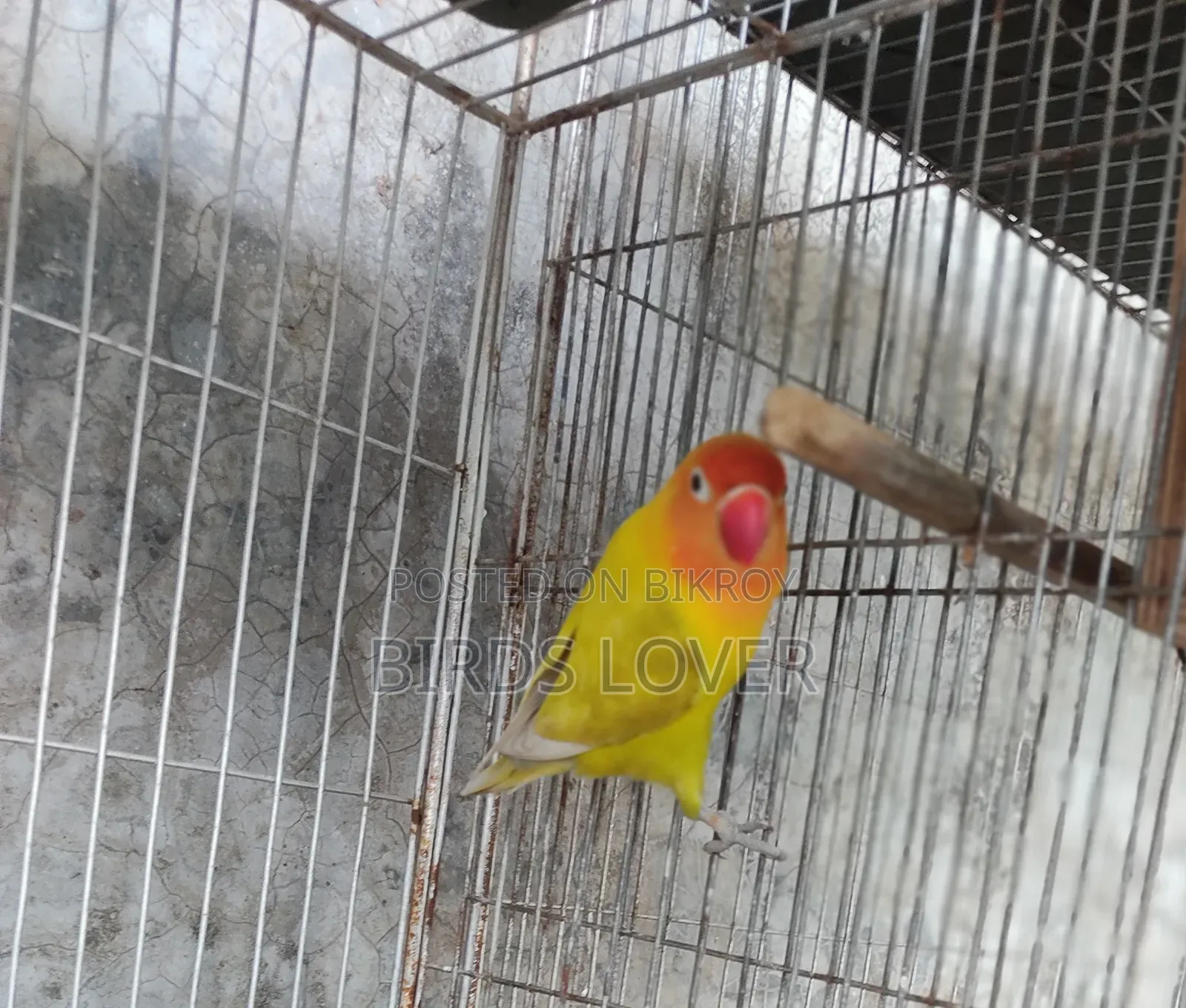 2ta Femal Vayolet Pastel Oplain .Ar Lutino Fisher