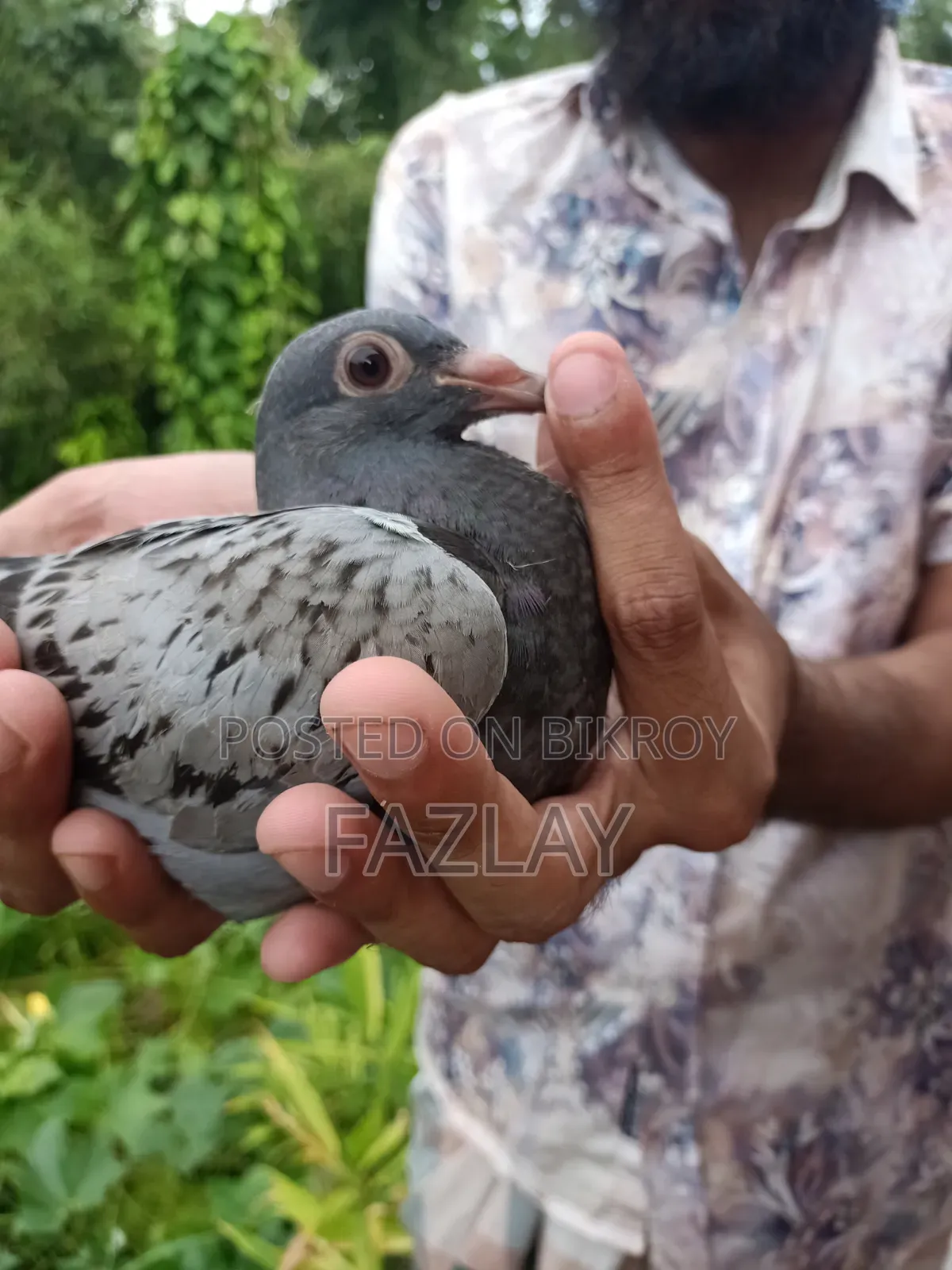 রেসার কবুতরের বাচ্চা