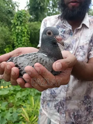 রেসার কবুতরের বাচ্চা