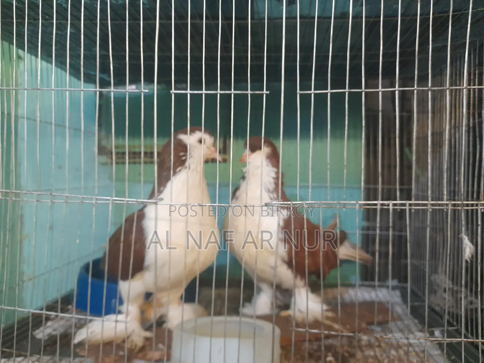 লাহোরি সিরাজ কবুতর