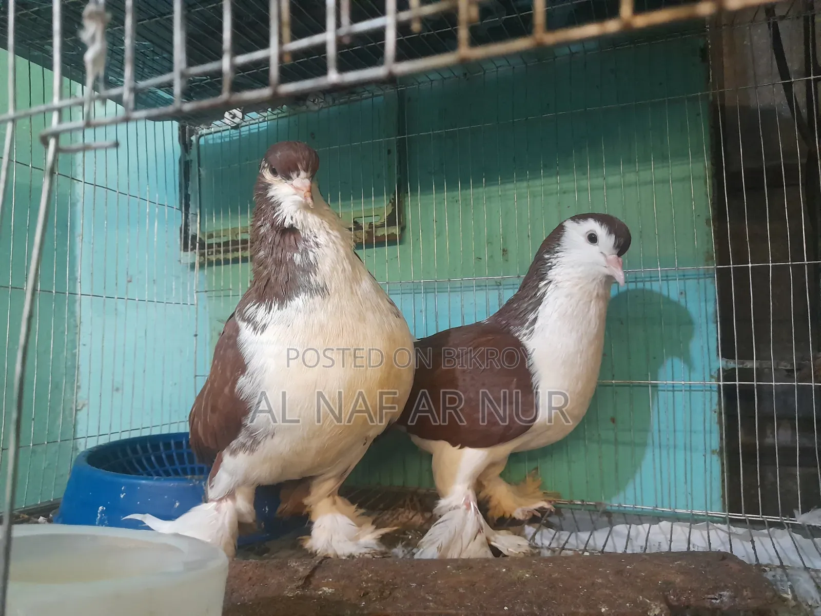 লাহোরি সিরাজ কবুতর