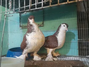 লাহোরি সিরাজ কবুতর