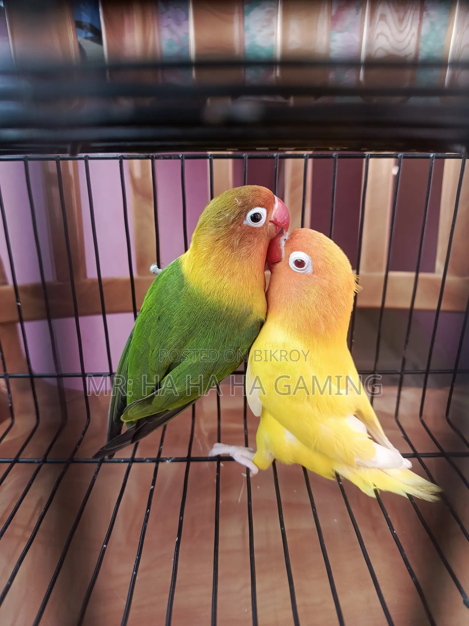 1pair Adult Lovebird