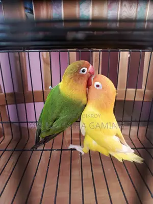 1pair Adult Lovebird