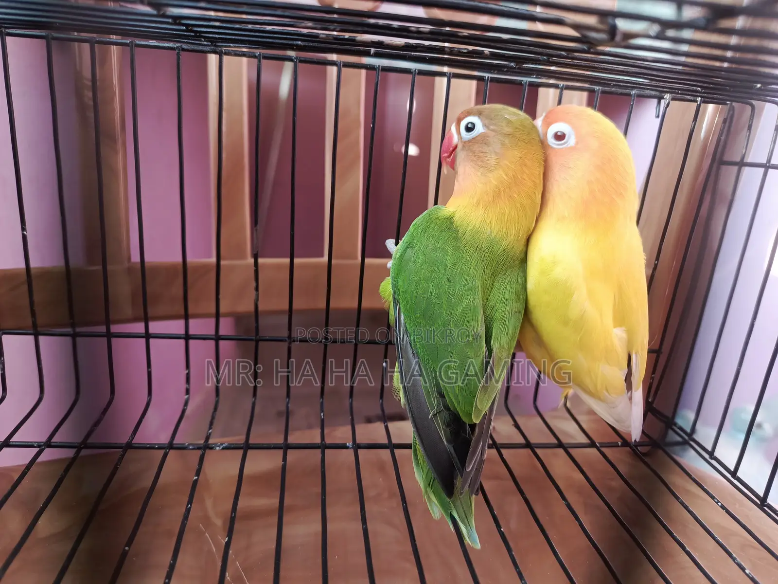 1pair Adult Lovebird