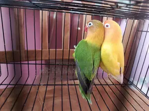 1pair Adult Lovebird