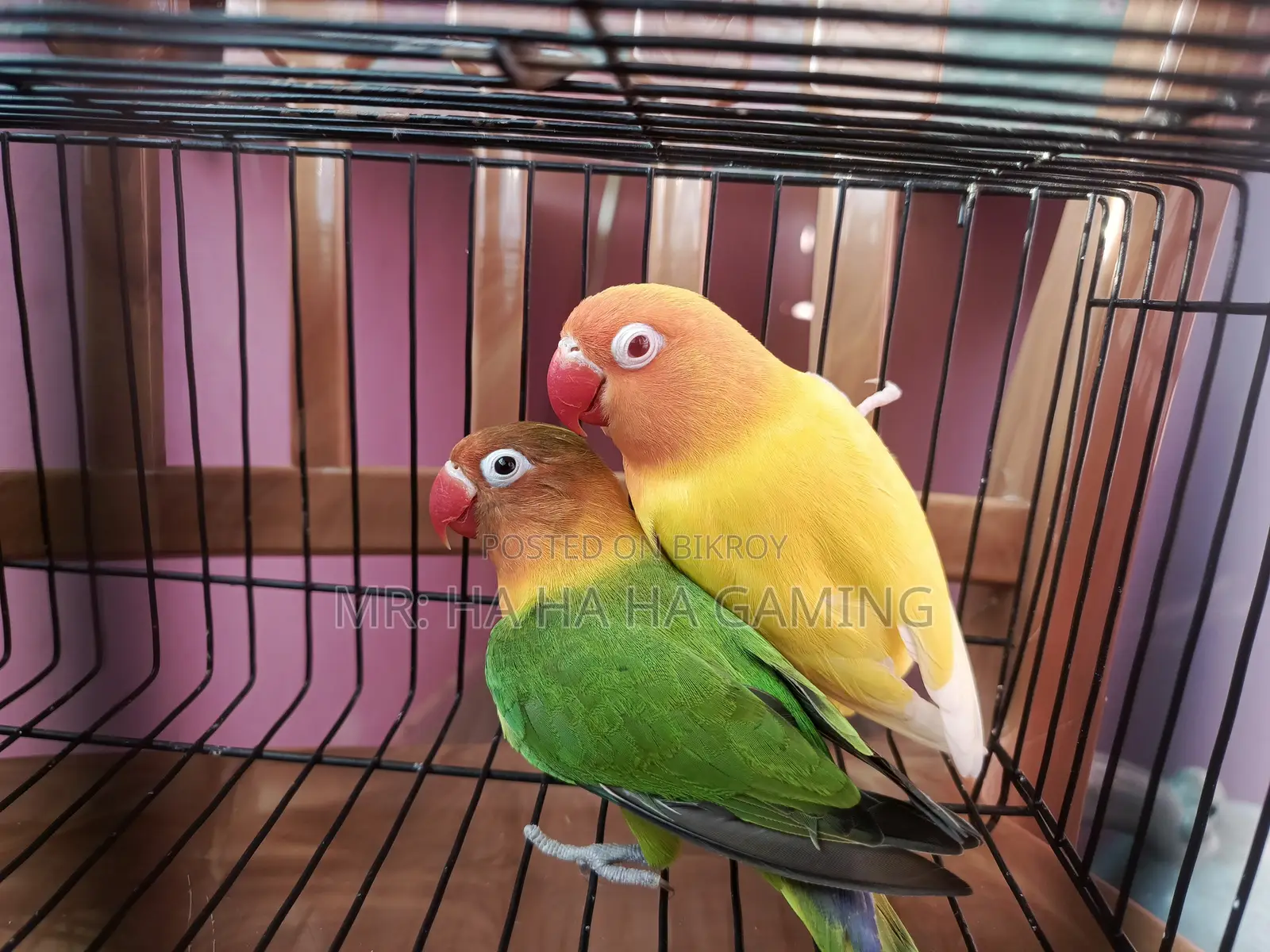 1pair Adult Lovebird