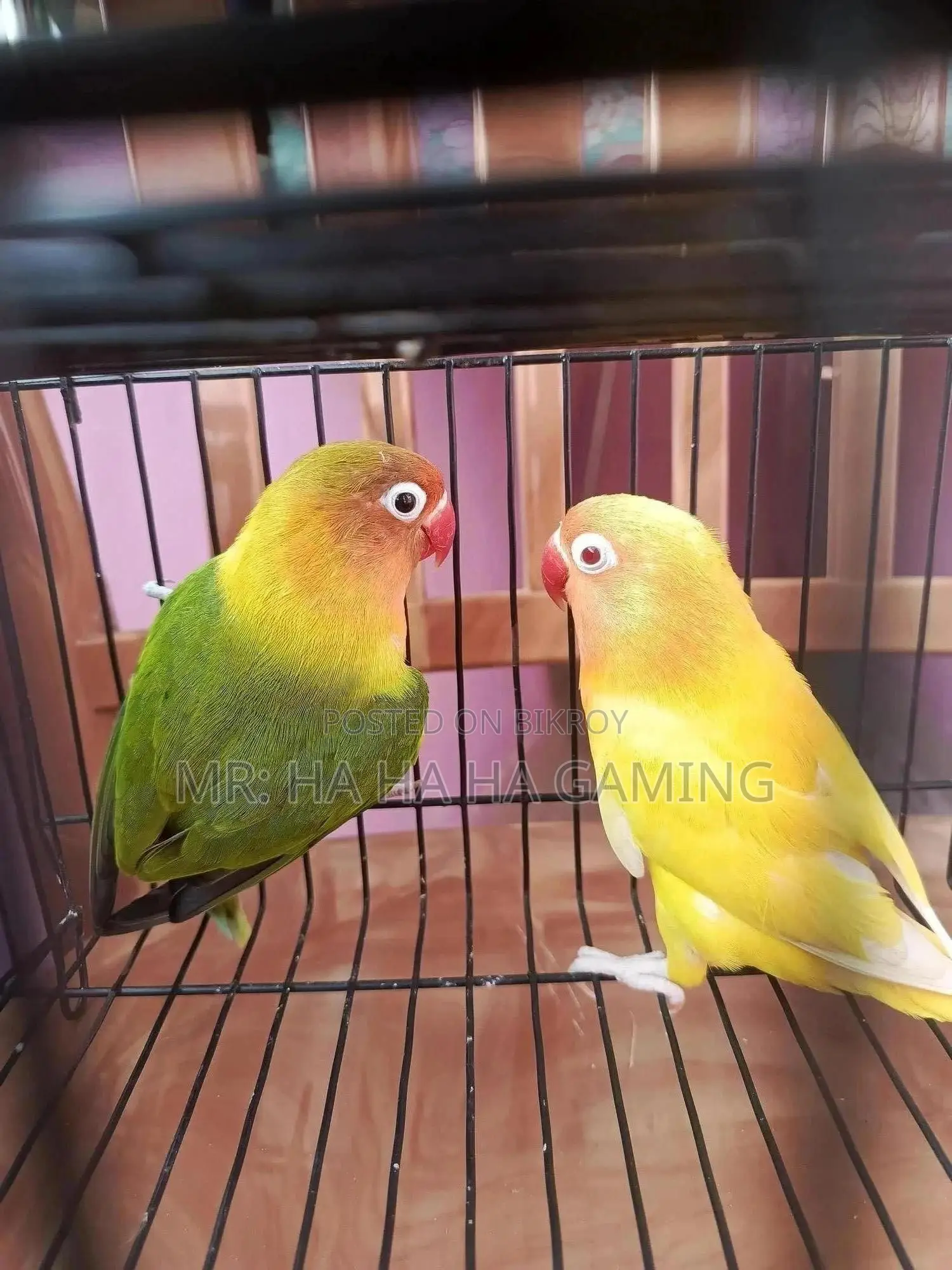1pair Adult Lovebird