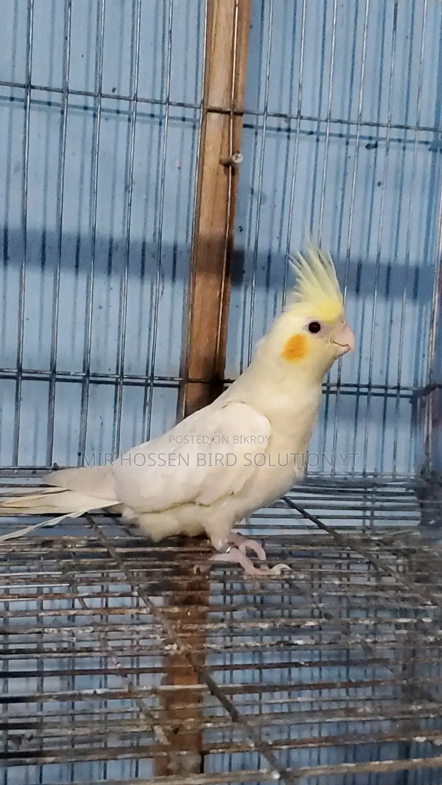 টেম ককাটেল বেবি বয়স ৩ মাসের মত