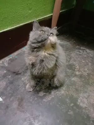 6-12 months Female Purebred Persian