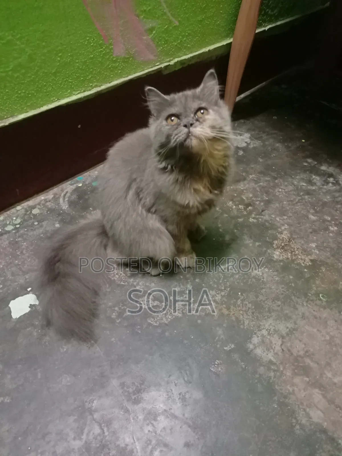6-12 months Female Purebred Persian