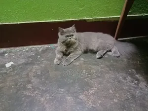 6-12 months Female Purebred Persian