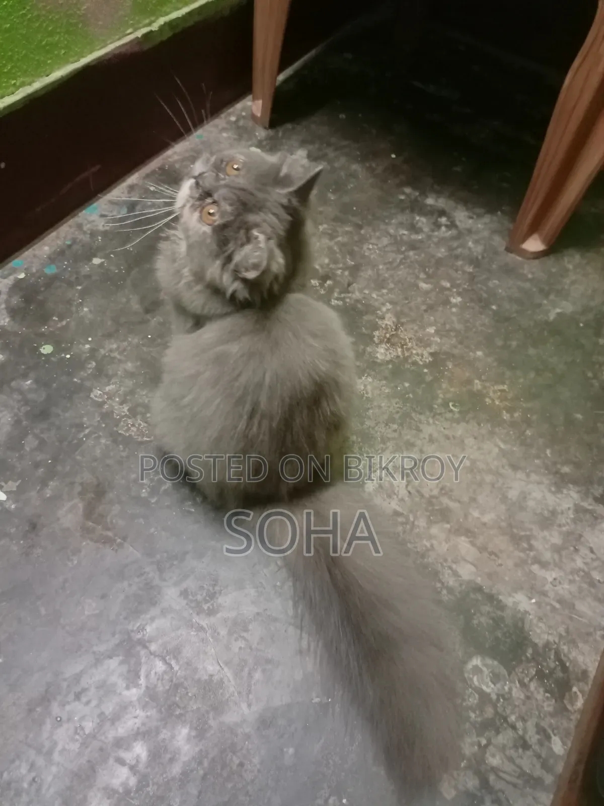 6-12 months Female Purebred Persian