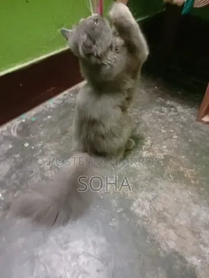 6-12 months Female Purebred Persian