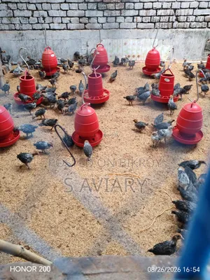 ফাওমি ও সোনালী বাচ্চা