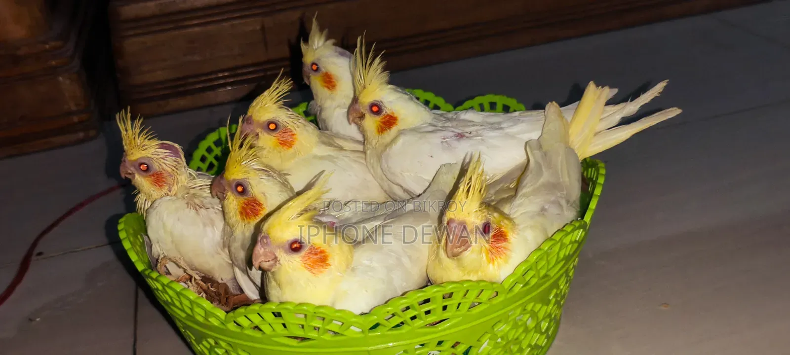Premium Red Eye Lutino Cockatiel