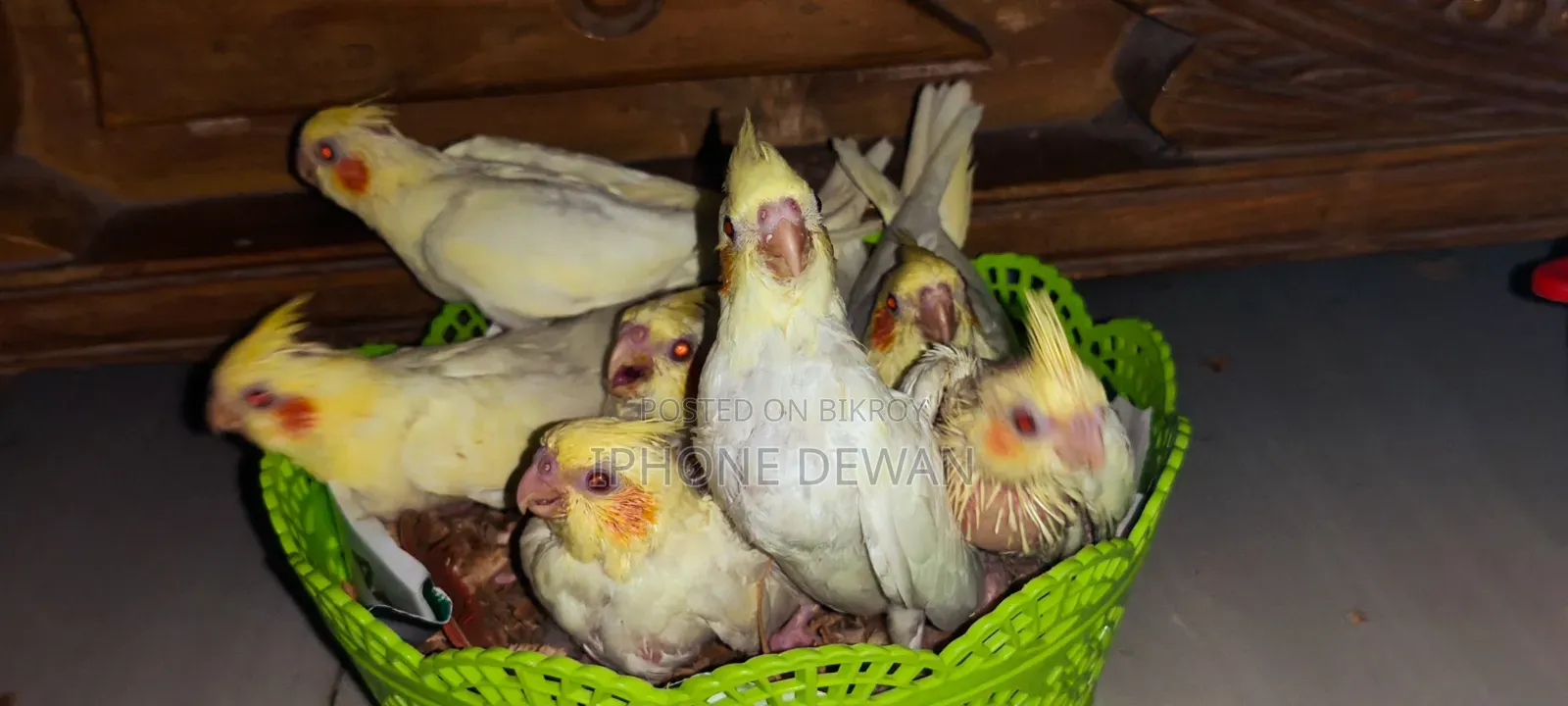 Premium Red Eye Lutino Cockatiel