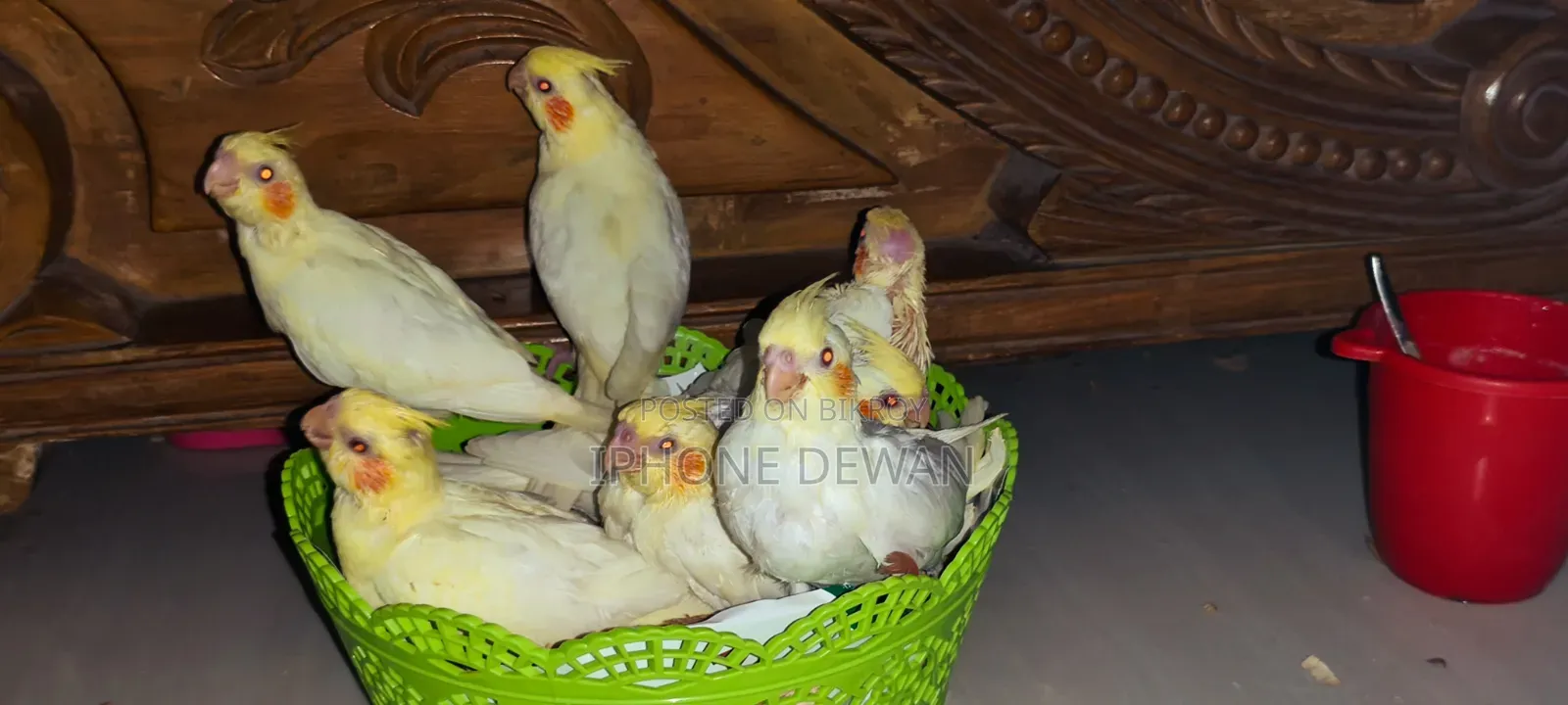 Premium Red Eye Lutino Cockatiel