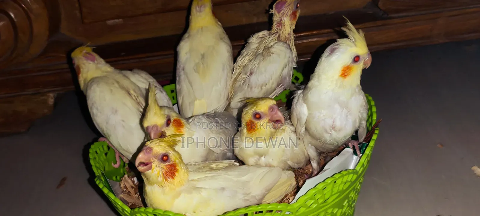 Premium Red Eye Lutino Cockatiel