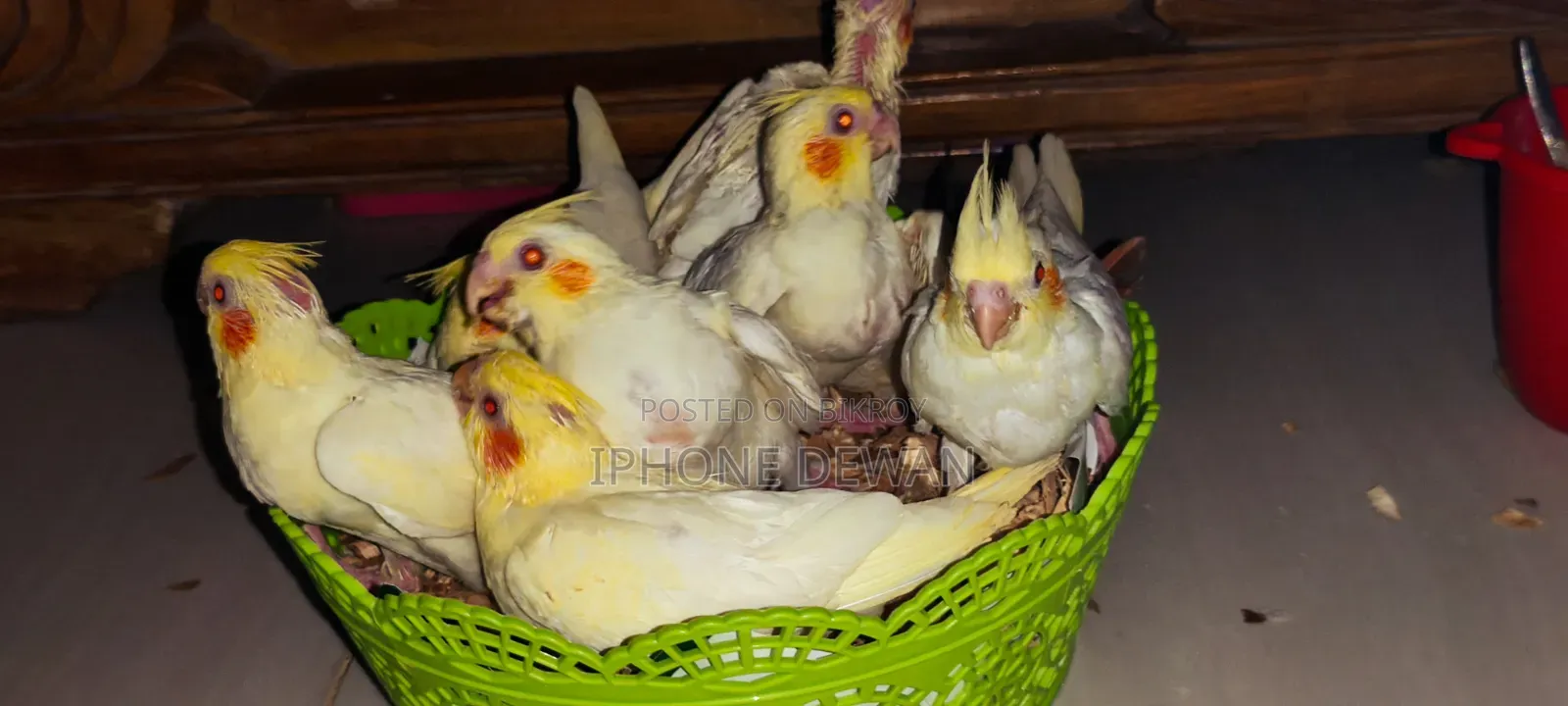 Premium Red Eye Lutino Cockatiel