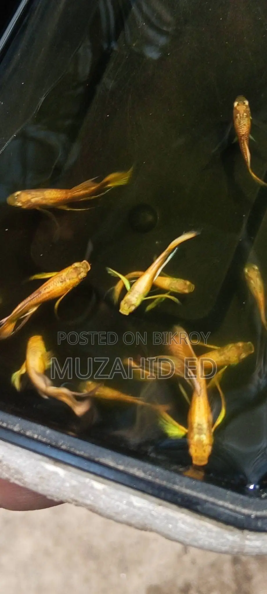 Gold Guppy