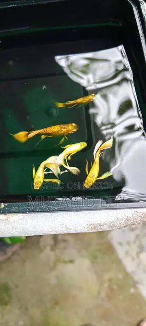 Gold Guppy