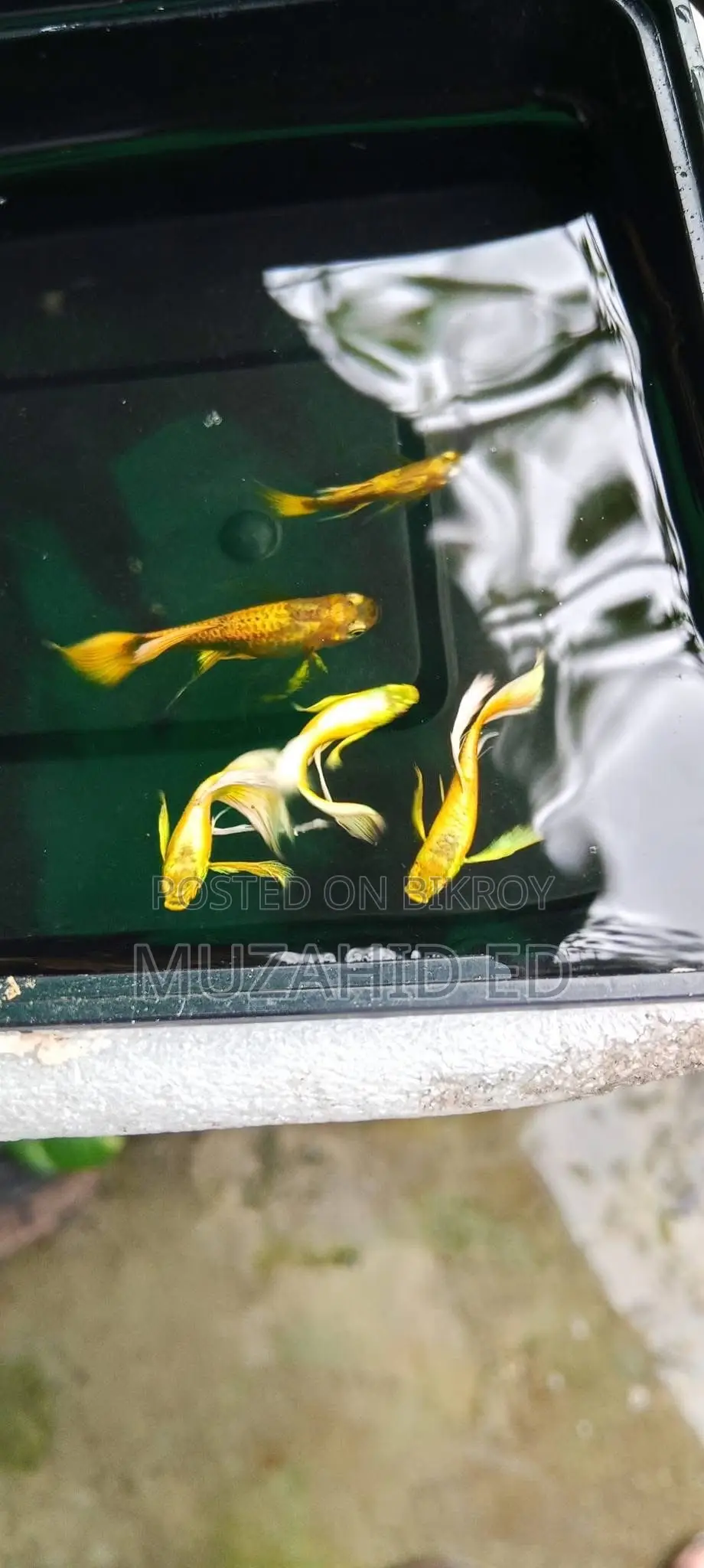Gold Guppy