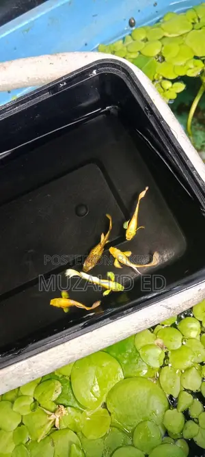 Gold Guppy