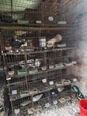কবুতরের খাঁচা।