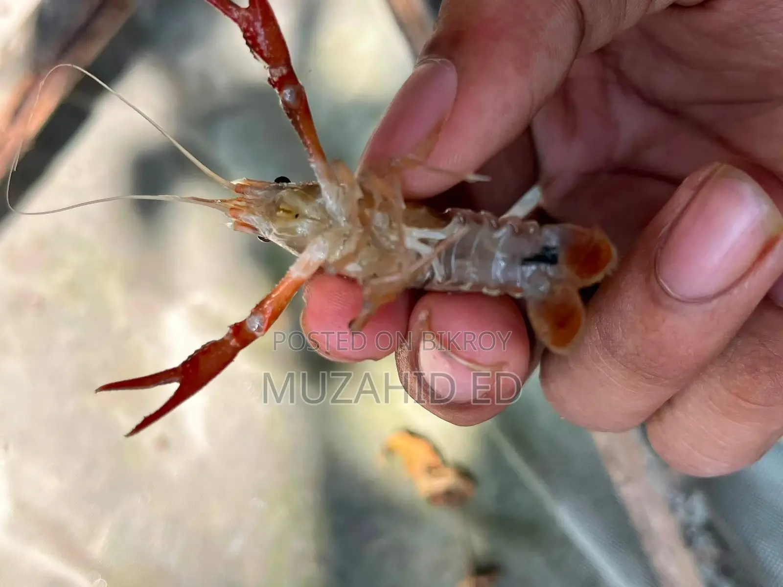 Lobster Fish