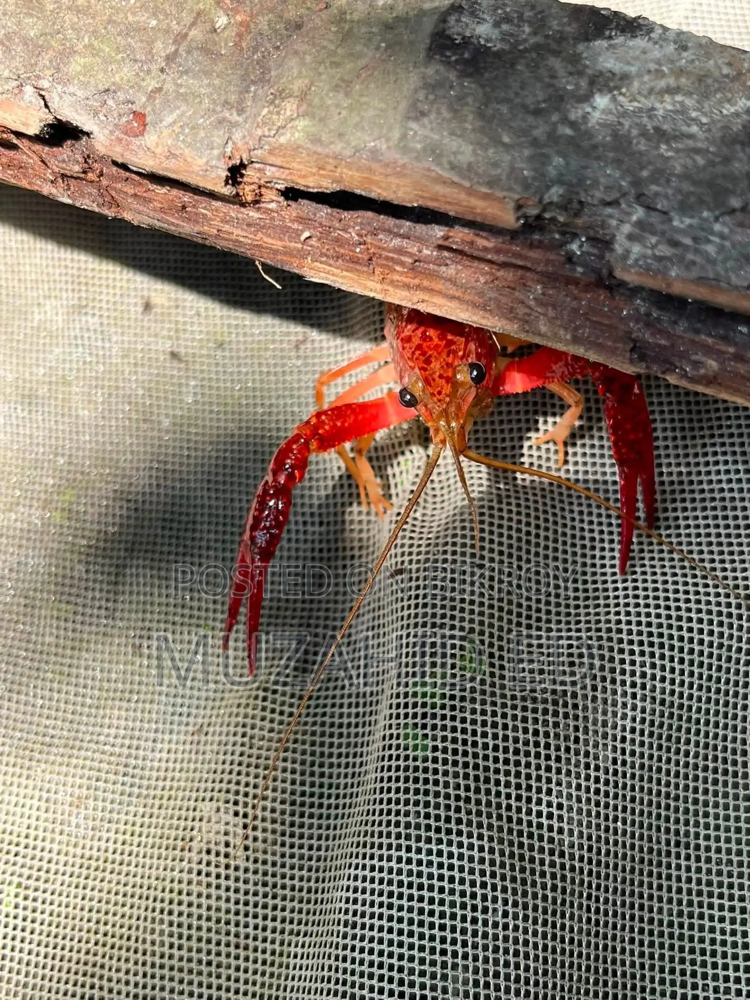 Lobster Fish