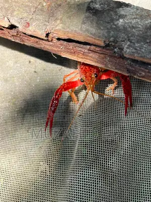 Lobster Fish